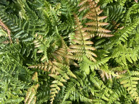 2 Brilliance Autumn Ferns in 3.5" Pots